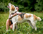 Собаки в Видном: Сафир ждет семью Мальчик, Бесплатно - фото 3