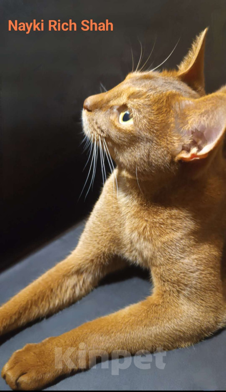 Кошки в Москве: Яркий ласковый абиссинский котик соррель Мальчик, 155 000 руб. - фото 8