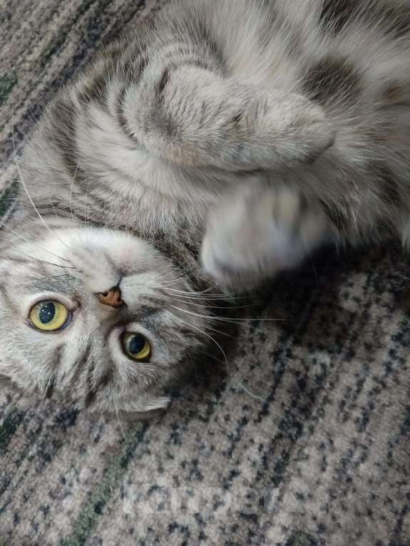 Кошки в Перми: Отдаю бесплатно шотландская вислоухая кошка  Девочка, Бесплатно - фото 3