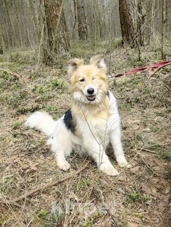 Собаки в Балашихе: Мишелька ищет дом Мальчик, Бесплатно - фото 3