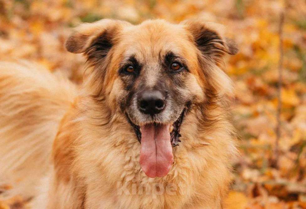 Собаки в Москве: Берлин ищет дом Мальчик, Бесплатно - фото 2