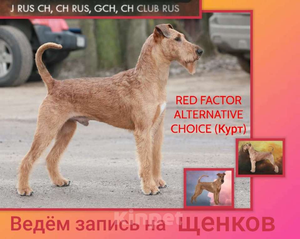 Собаки в Санкт-Петербурге: Щенки ирландского терьера от чемпионской пары Девочка, Бесплатно - фото 5