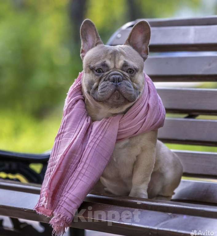 Собаки в Иркутске: Кеша Мальчик, 70 000 руб. - фото 4