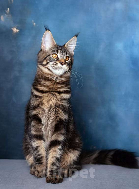 Кошки в Воронеже: Взрослая кошка мейн-кун  Девочка, Бесплатно - фото 6