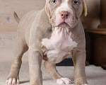 Собаки в Королеве: Американский булли Девочка, 150 000 руб. - фото 9