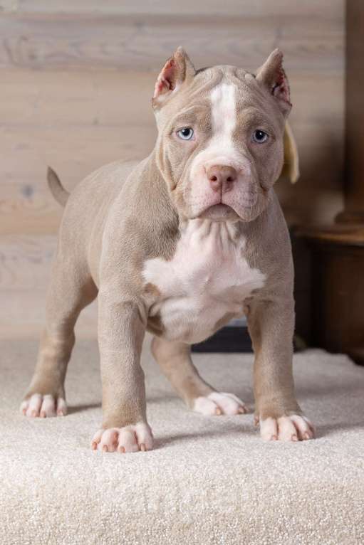 Собаки в Королеве: Американский булли Девочка, 150 000 руб. - фото 9