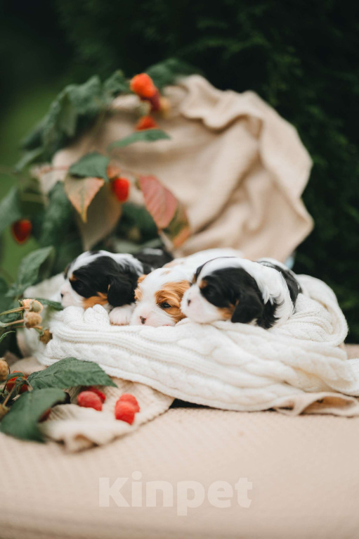 Собаки в Санкт-Петербурге: Питомник Астра Беллатрикс (Astra Bellatrix)представляет помёт Девочка, 150 000 руб. - фото 3