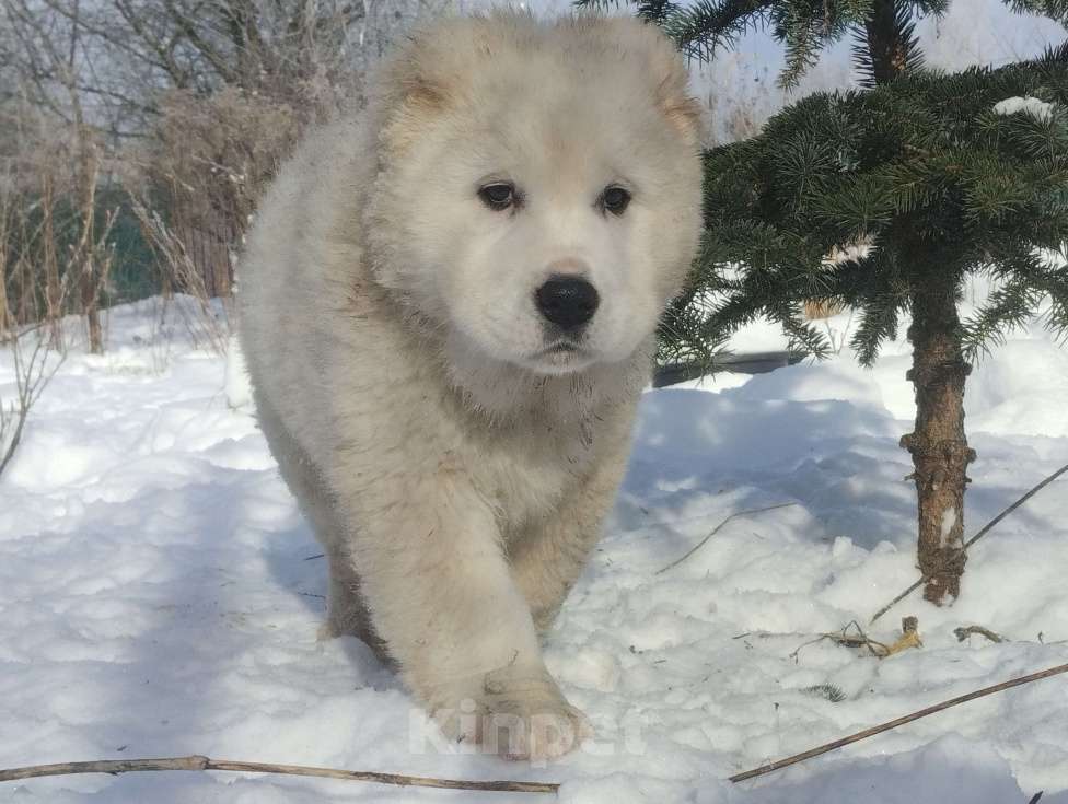 Собаки в Пскове: Белый мишка. Мальчик, 70 000 руб. - фото 3