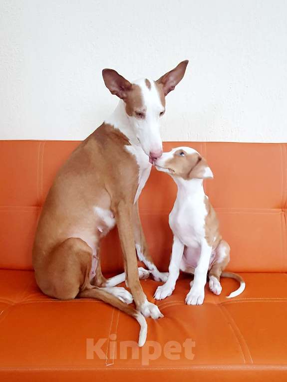 Собаки в Санкт-Петербурге: Щенок ПОДЕНКО ИБИЦЕНКО Мальчик, 85 000 руб. - фото 5