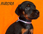 Собаки в Санкт-Петербурге: Щенок добермана Аврора Девочка, 110 000 руб. - фото 3