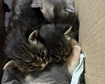 Кошки в Улане-Удэ: Котята,даром Разнополые, Бесплатно - фото 2