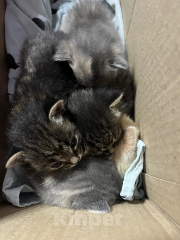 Кошки в Улане-Удэ: Котята,даром Разнополые, Бесплатно - фото 2