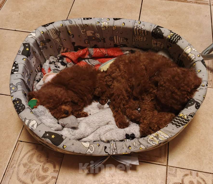 Собаки в Москве: Китайский тикап тедди пудель микро мальчик Мальчик, Бесплатно - фото 1