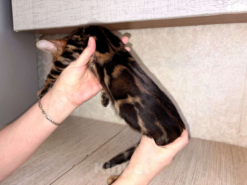 Кошки в Москве: Клубные бенгальские котята - мальчик Мальчик, 55 000 руб. - фото 2