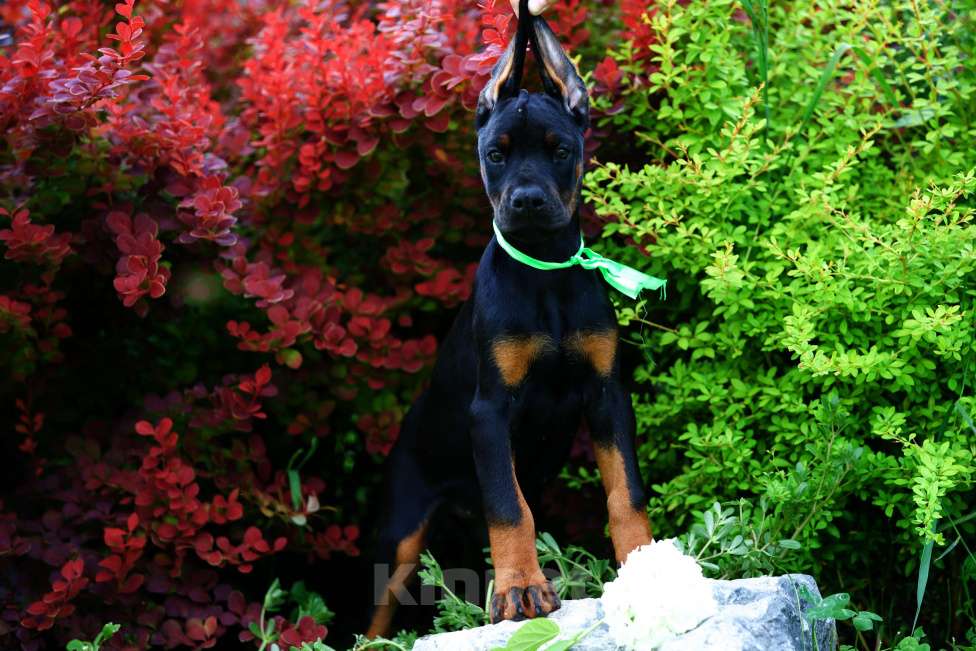 Собаки в Кемерово: Щенки Девочка, 50 000 руб. - фото 5