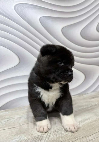 Собаки в Пласте: Щенки два месяца Мальчик, Бесплатно - фото 1