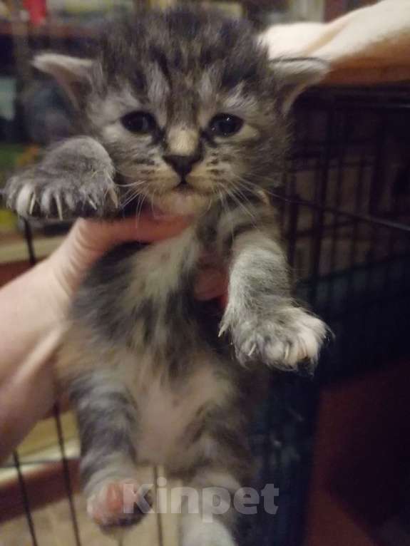 Кошки в Калуге: Курильские бобтейлы Мальчик, 50 000 руб. - фото 2