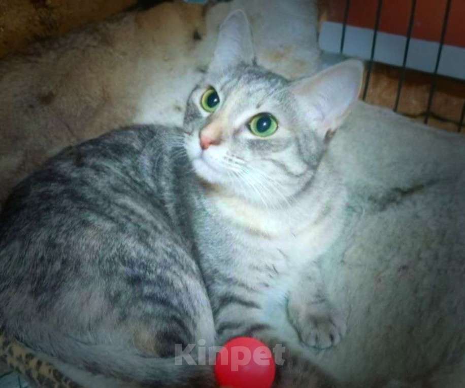Кошки в Москве: Стеша, серебряная шубка. Молодая кошка в добрые руки. Девочка, Бесплатно - фото 3