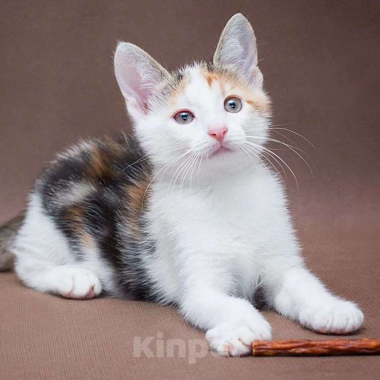 Кошки в Москве: Ласковый котёнок Фаина Девочка, Бесплатно - фото 2