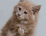 Кошки в Химках: Котенок мейн-кун Мальчик, 28 000 руб. - фото 1