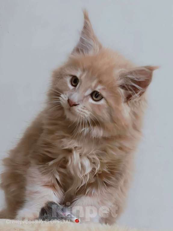 Кошки в Химках: Котенок мейн-кун Мальчик, 28 000 руб. - фото 1