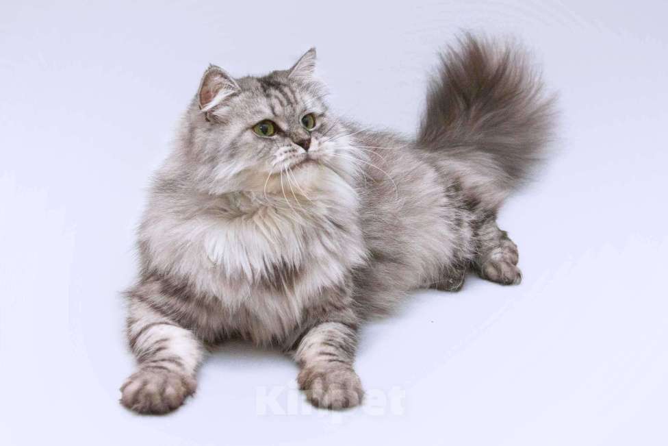 Кошки в Москве: Яркая красавица кошка Мисо в добрые руки Девочка, 1 руб. - фото 3