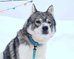 Собаки в Москве: Хаски, который верит в людей, несмотря ни на что. Мальчик, Бесплатно - фото 2