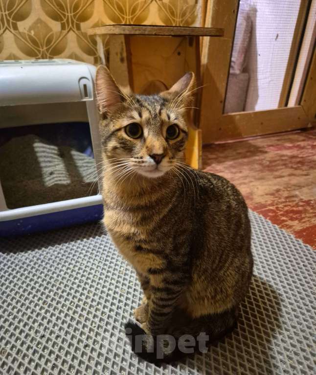 Кошки в Москве: Рафаэль художник ждет маму 7 месяцев Мальчик, Бесплатно - фото 10