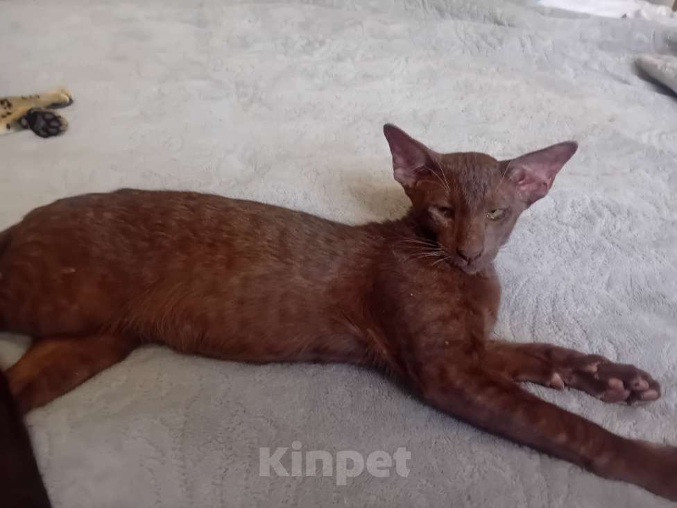 Кошки в Волгодонске: Ориентальные котята  Мальчик, Бесплатно - фото 5