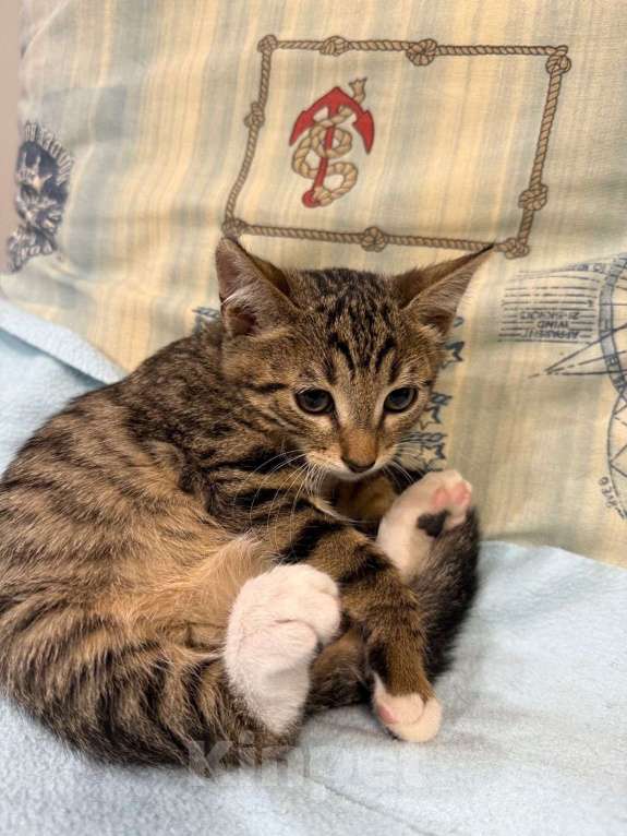 Кошки в Москве: Котенок Гриша ищет дом! Мальчик, Бесплатно - фото 6