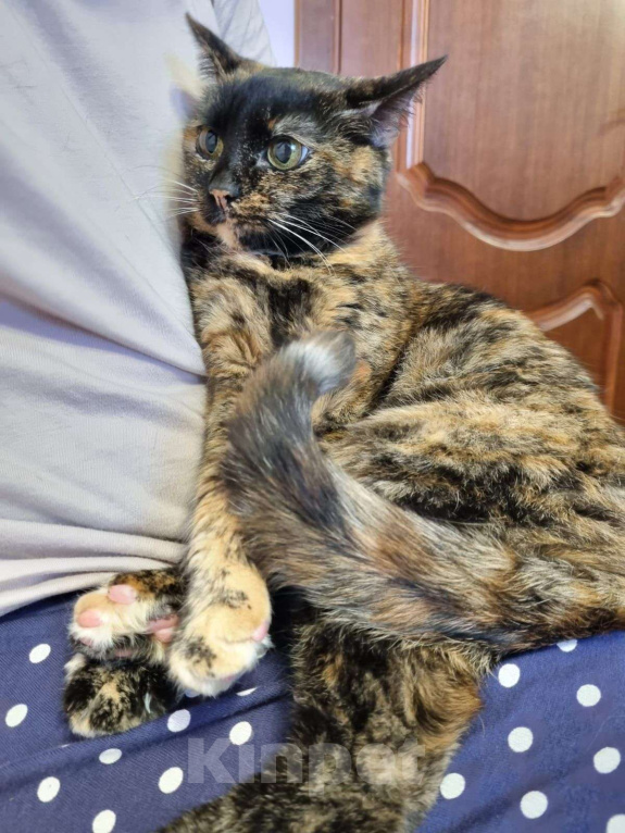 Кошки в Москве: Пуки Девочка, Бесплатно - фото 4