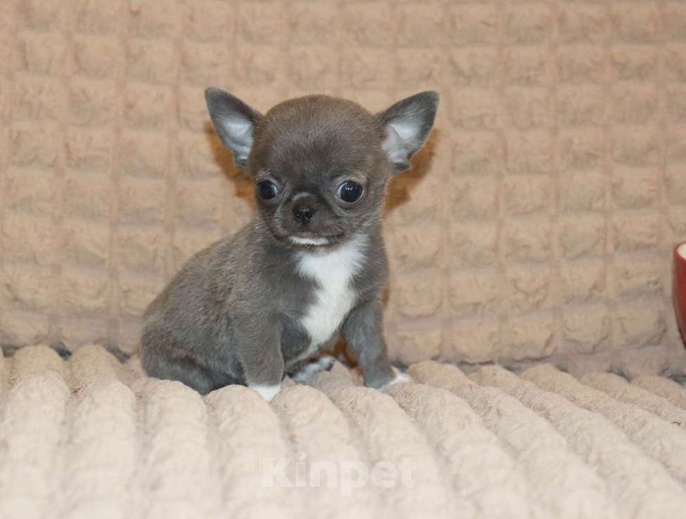 Собаки в Москве: Голубая МИНИ чихуа Девочка, 120 000 руб. - фото 5