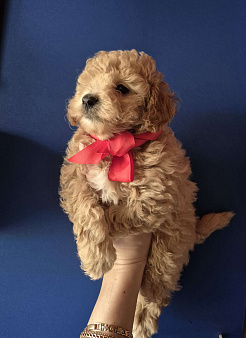 Девочка рыжая