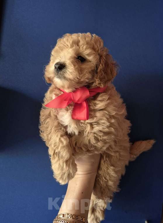 Собаки в Москве: Девочка рыжая Девочка, 65 000 руб. - фото 1