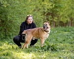 Собаки в Видном: Варох, 3 года, метис алабая Мальчик, Бесплатно - фото 3