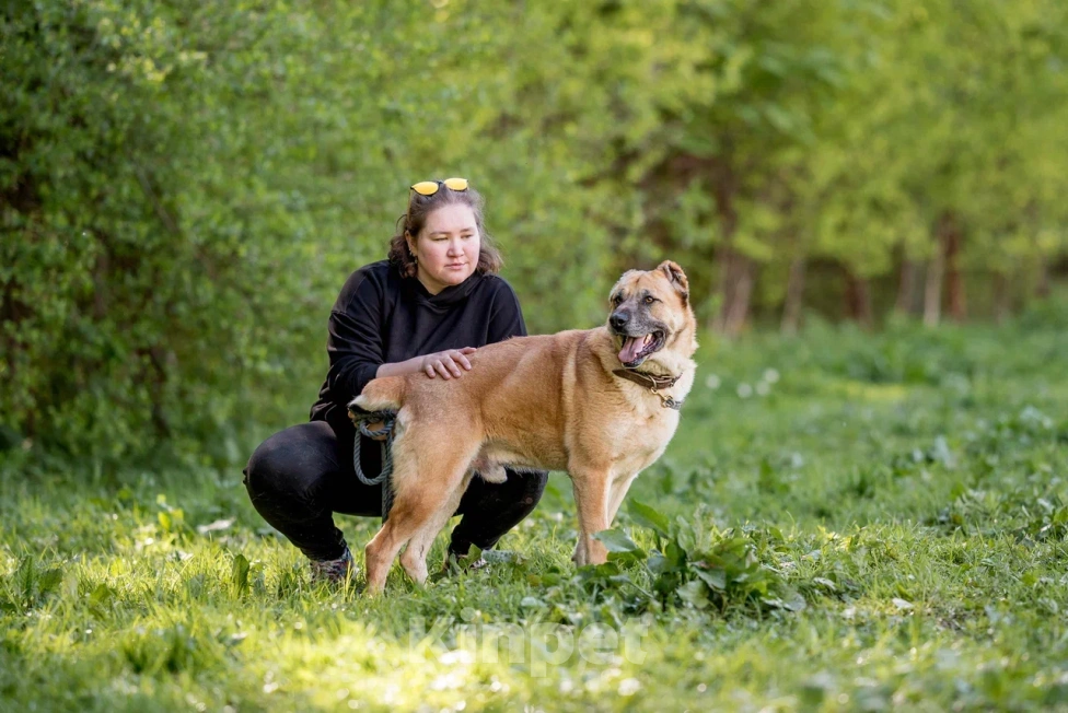 Собаки в Видном: Варох, 6 лет, метис алабая Мальчик, Бесплатно - фото 3