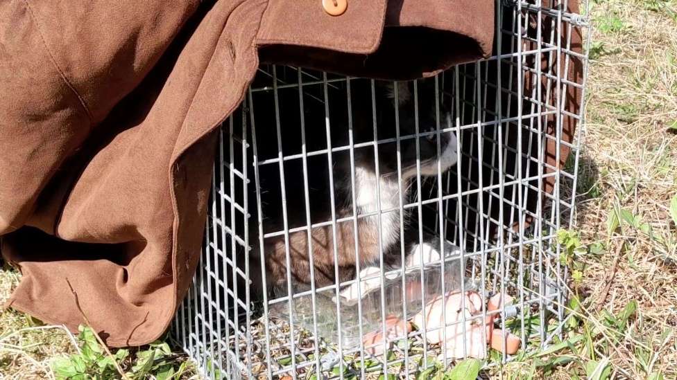 Кошки в Санкт-Петербурге: срочно нужен дом Девочка, Бесплатно - фото 4