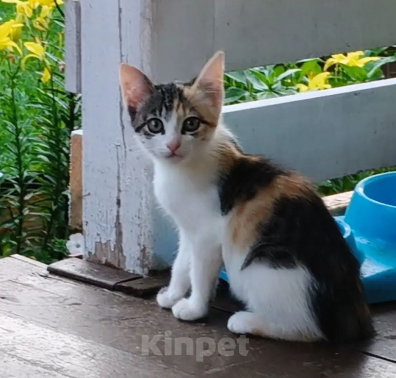 Кошки в Москве: Котята в добрые руки, бесплатно. Разнополые, Бесплатно - фото 2