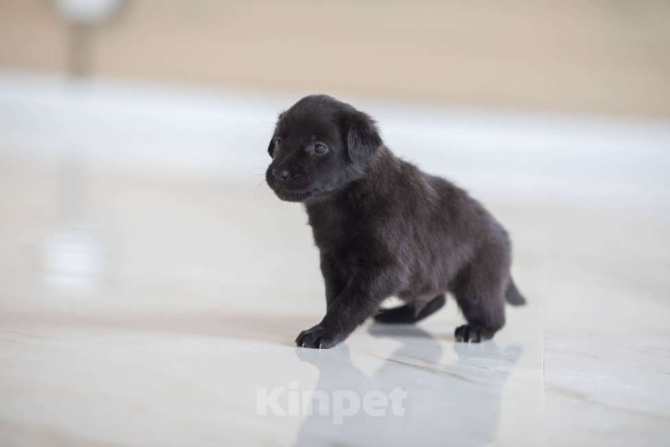 Собаки в Москве: Гришенька ждет маму и папу Мальчик, Бесплатно - фото 2