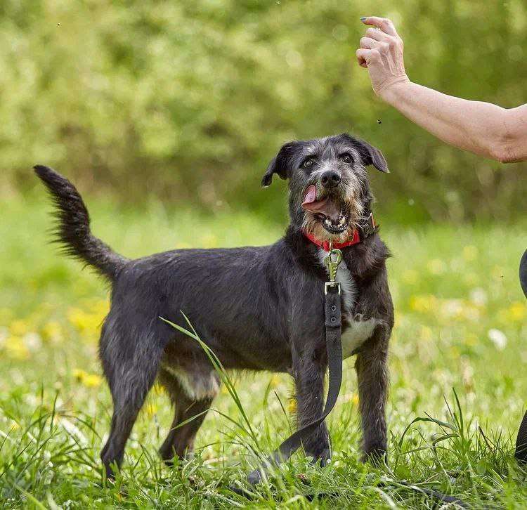 Собаки в Москве: Самый спокойный песель для квартиры Мальчик, Бесплатно - фото 2