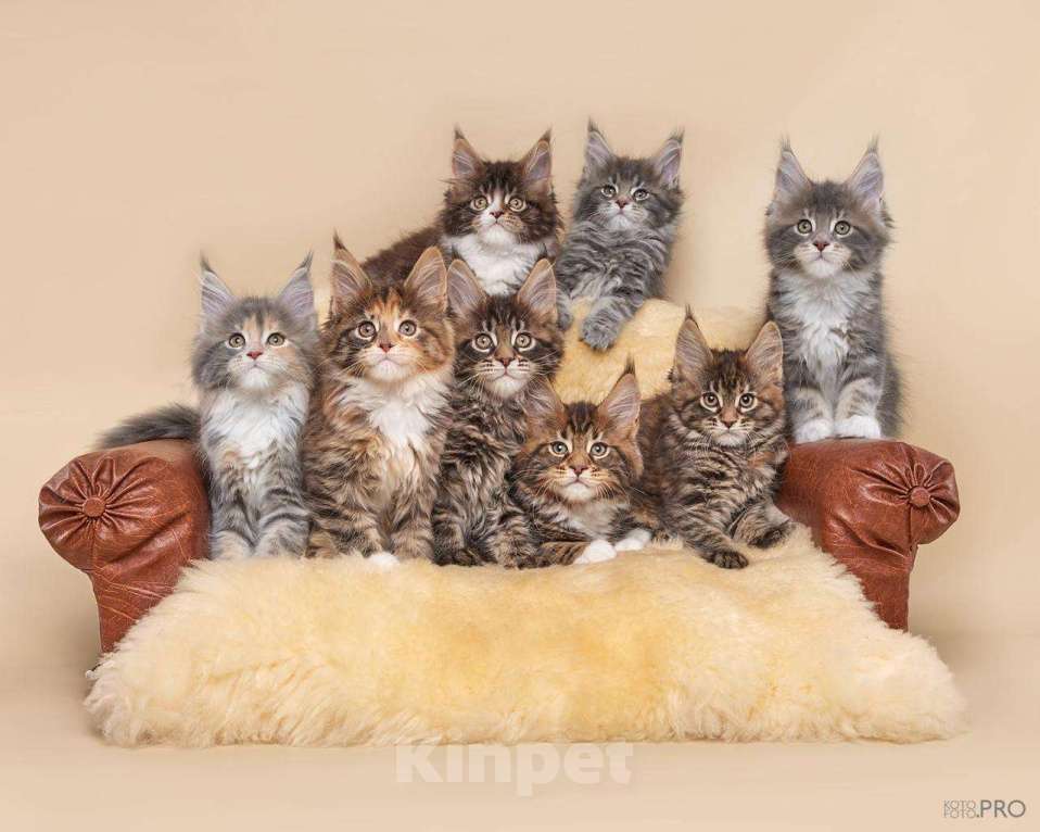 Кошки в Новосибирске: Кошечка Мейкун  Девочка, 50 000 руб. - фото 3