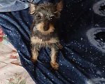Собаки в Мытищах: Отдаю собаку в добрые руки. Девочка, Бесплатно - фото 3