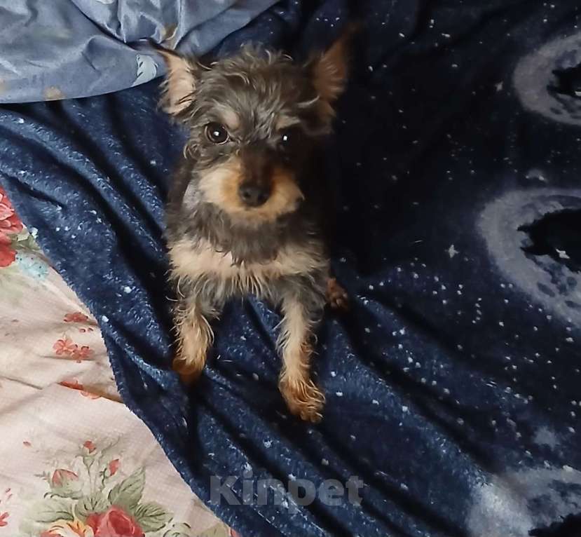 Собаки в Мытищах: Отдаю собаку в добрые руки. Девочка, Бесплатно - фото 3