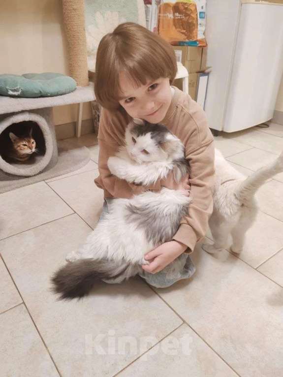 Кошки в Москве: Тискательный пирожок Джери ждет свою семью Мальчик, Бесплатно - фото 6