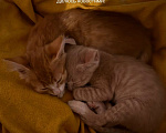 Кошки в Москве: Рыжий котенок в поиске своих хозяев Девочка, Бесплатно - фото 2