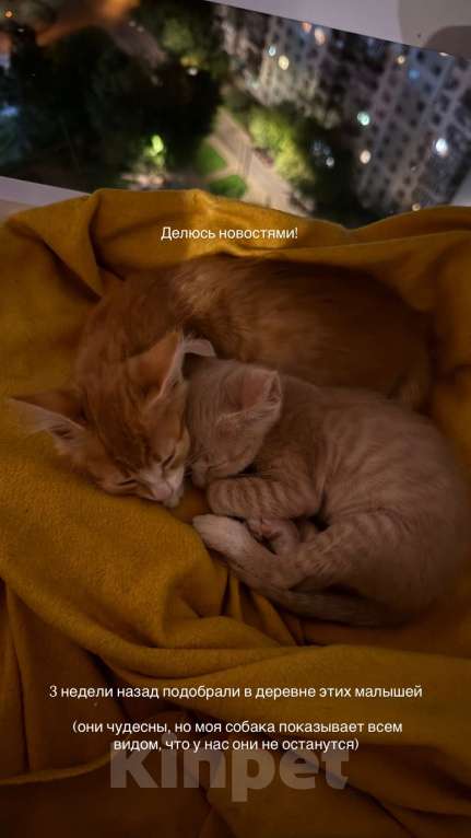 Кошки в Москве: Рыжий котенок в поиске своих хозяев Девочка, Бесплатно - фото 2