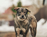 Собаки в Лосином-Петровском: Джед валентинка в добрые руки Мальчик, Бесплатно - фото 1