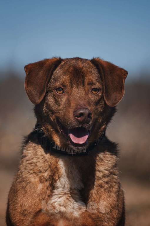 Собаки в Москве: Шоколадный мальчик в добрые руки! Мальчик, Бесплатно - фото 4