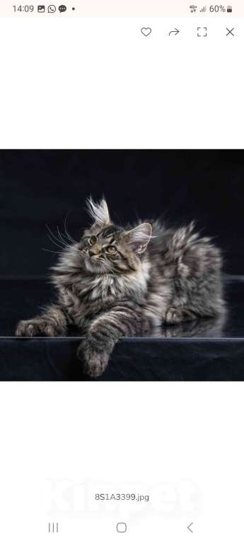 Кошки в других городах Ленинградской области: Котенок в "руковичках" Девочка, 25 000 руб. - фото 1