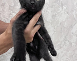 Кошки в Красноярске: Котенок 3 мес. Мальчик, Бесплатно - фото 3